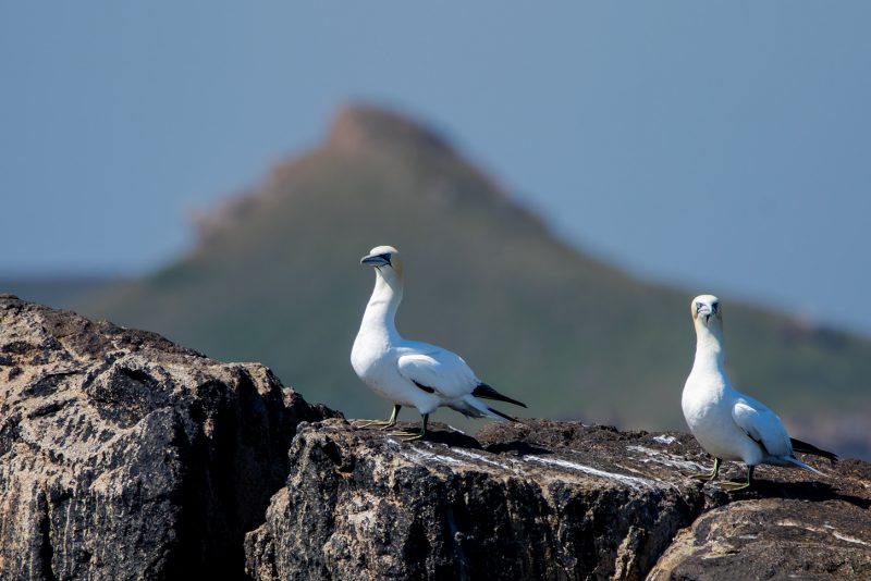 Fous de Bassan dans la réserve naturelle nationale des Sept-Îles